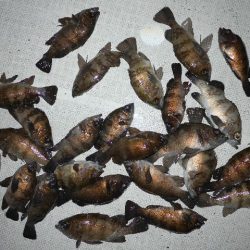 TOPGUN名古屋 釣果