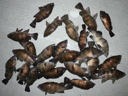 TOPGUN名古屋 釣果