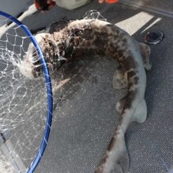 へいみつ丸 釣果