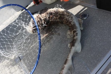 へいみつ丸 釣果