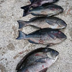 しば渡船 釣果