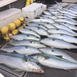 幸風（さちかぜ） 釣果