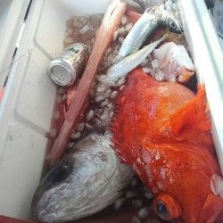 遊漁船 新鋭丸 釣果