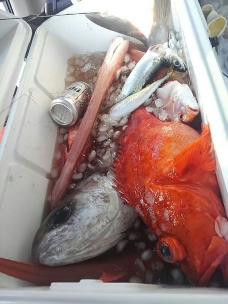 遊漁船 新鋭丸 釣果