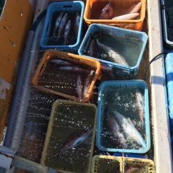 由良海上釣り堀 海人 釣果