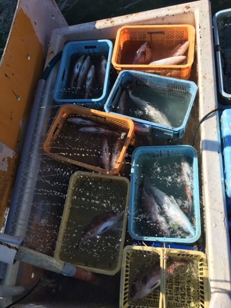 由良海上釣り堀 海人 釣果