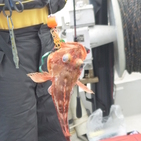 フィッシング太陽 釣果