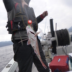 フィッシング太陽 釣果