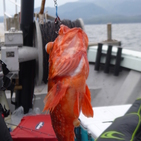 フィッシング太陽 釣果