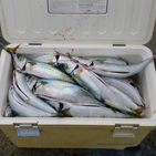 フィッシング太陽 釣果