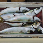 フィッシング太陽 釣果