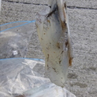 フィッシング太陽 釣果