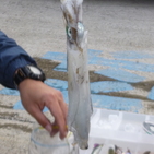 フィッシング太陽 釣果