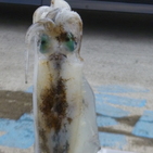 フィッシング太陽 釣果