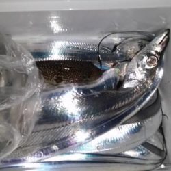 暁〜akatsuki〜 釣果