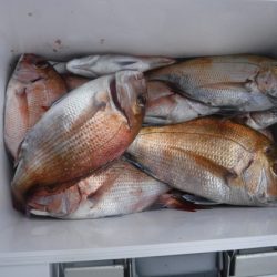 遊漁船 幸友丸 釣果