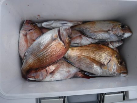 遊漁船 幸友丸 釣果