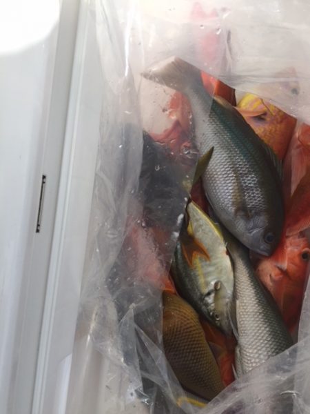 フィッシングハウス伊藤 釣果