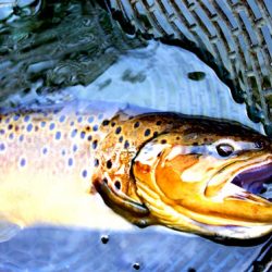 小菅トラウトガーデン 釣果