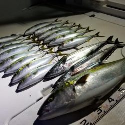 暁〜akatsuki〜 釣果