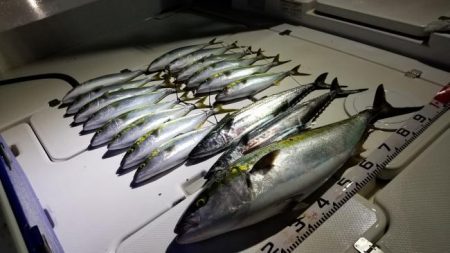 暁〜akatsuki〜 釣果