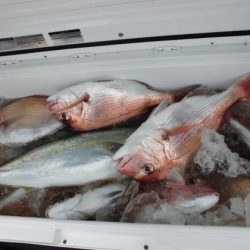 大進丸(新潟) 釣果