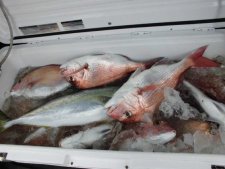 大進丸(新潟) 釣果