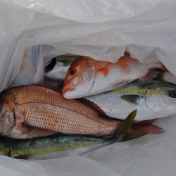 八海丸 釣果
