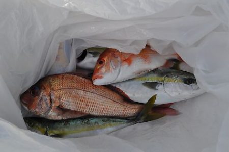 八海丸 釣果
