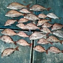 フィッシングガイド りょう 釣果