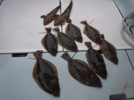 遊漁船 幸友丸 釣果