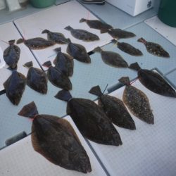 遊漁船 幸友丸 釣果