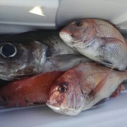 遊漁船 新鋭丸 釣果