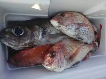 遊漁船 新鋭丸 釣果