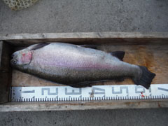 すそのフィッシングパーク 釣果