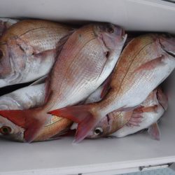 遊漁船 幸友丸 釣果