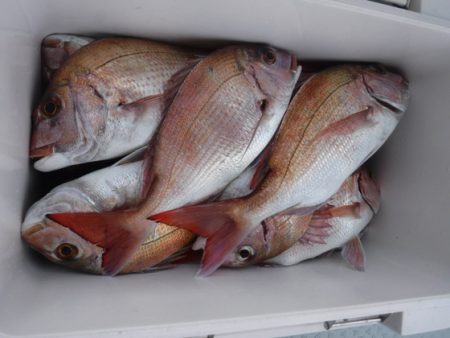 遊漁船 幸友丸 釣果