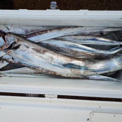 釣り船くわだ 釣果