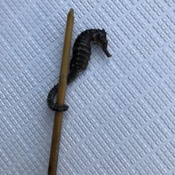 フィッシングボートACE(エース) 釣果