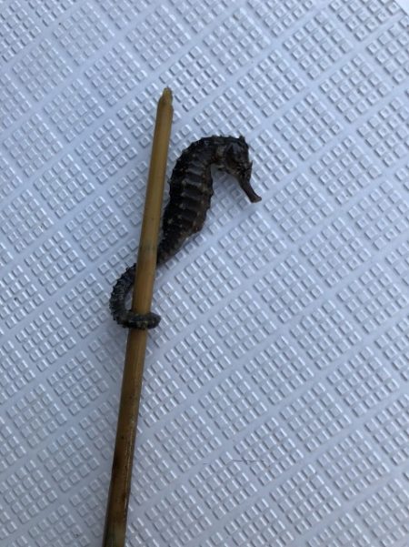 フィッシングボートACE(エース) 釣果