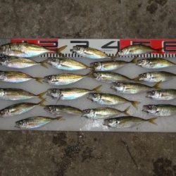 のとじま臨海公園海づりセンター 釣果