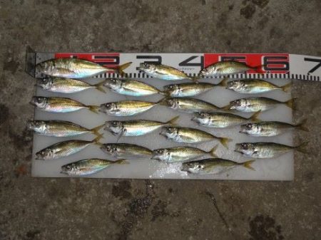 のとじま臨海公園海づりセンター 釣果