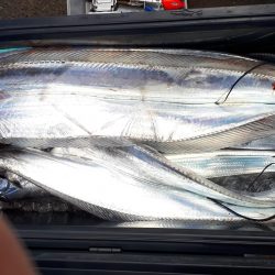 釣り船くわだ 釣果