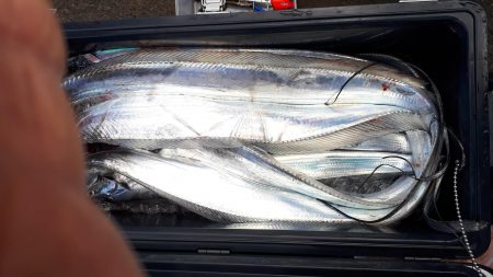 釣り船くわだ 釣果