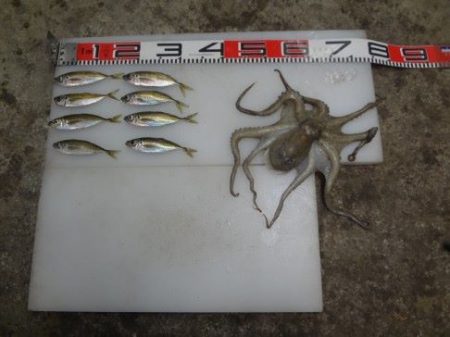 のとじま臨海公園海づりセンター 釣果