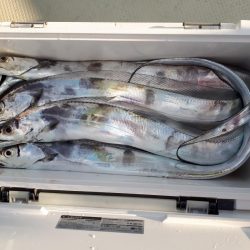 釣り船くわだ 釣果