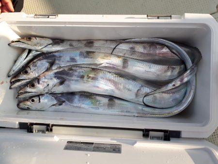 釣り船くわだ 釣果