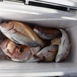 遊漁船 幸友丸 釣果