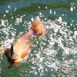 小菅トラウトガーデン 釣果