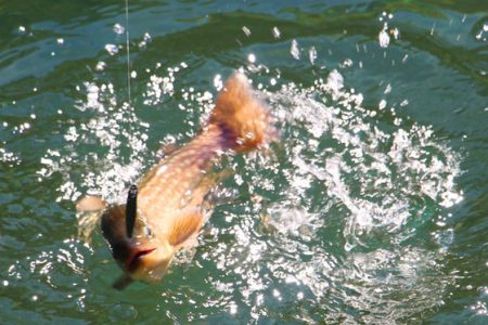 小菅トラウトガーデン 釣果